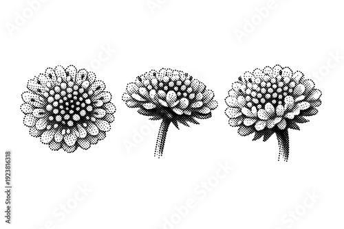 Dotted herb flower head. A small herbal flower head is depicted in three views: front-facing view, side profile view, and three-quarter view,