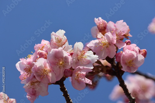 Foto Early-blooming cherry blossoms herald the arrival of spring