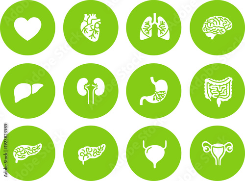 Anatomy of Well-being Icon Set, Natural Olive UI Buttons, Minimalist Human Internal Organs Vector for Holistic Health Web Design
