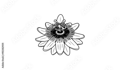 Passion flower line icon vector intricate filament botanical clipart simple floral symbol