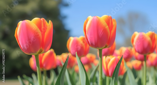 Vibrant pink and orange tulips in a sunny garden on a clear day