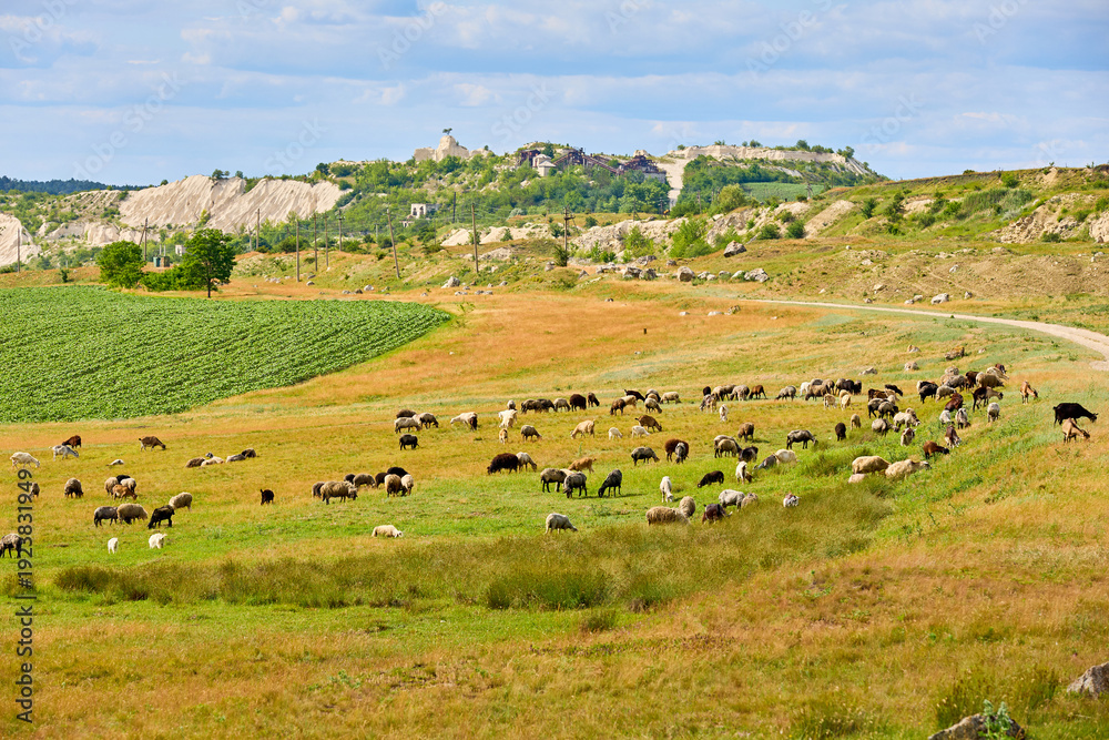 Fototapeta premium Peaceful pastoral scene with grazing sheep in lush countryside landscape
