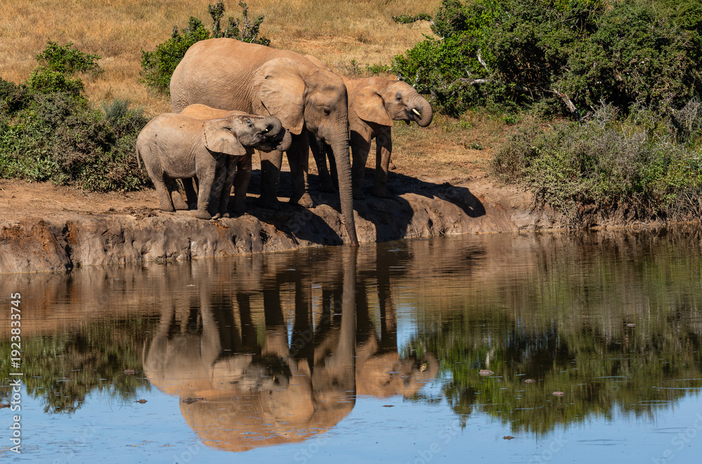 Fototapeta premium A family of elephants drinking water in the Addo Elephant National Park with their reflection