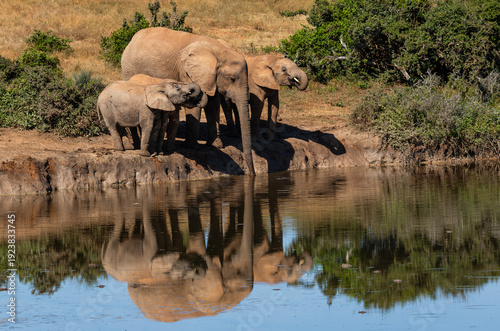 A family of elephants drinking water in the Addo Elephant National Park with their reflection