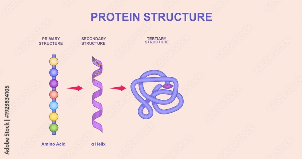 Levels of protein structure. Moving banner with Polymeric polypeptide ...