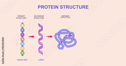 Levels of protein structure. Moving banner with Polymeric polypeptide. Biology infographics showing different protein structures from amino acid chain to assembled subunits. Graphic animated cartoon