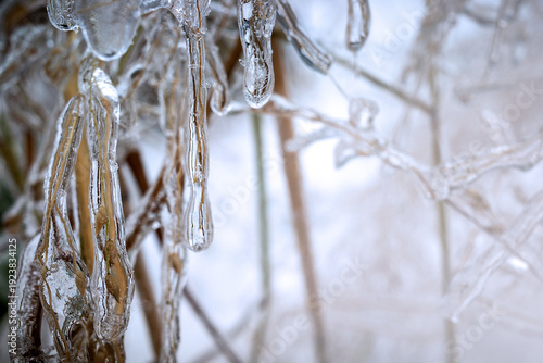 Grass in ice