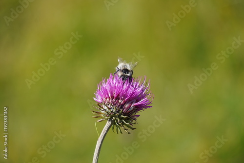 Fotografi horsefly on thistle