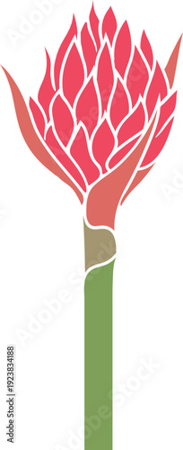 Bright pink inflorescence of pineapple plant (Ananas comosus) isolated on white background