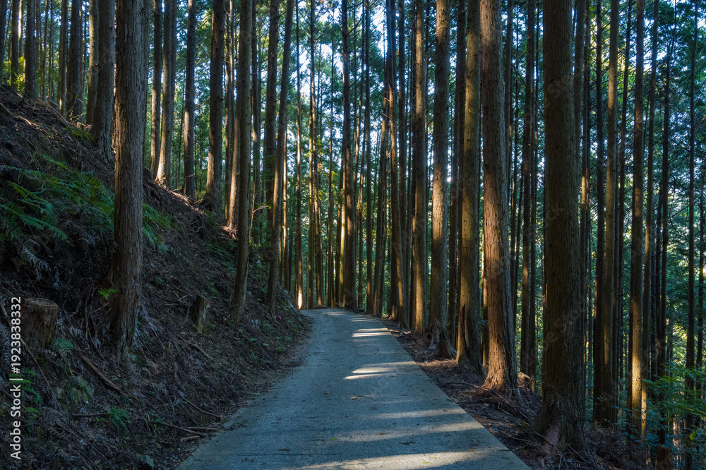 Obraz premium A paved trail runs between tall, slender trees in a lush Japanese woodland, with soft sunlight casting long shadows across the tranquil forest floor. The scene features rich textures, vertical lines
