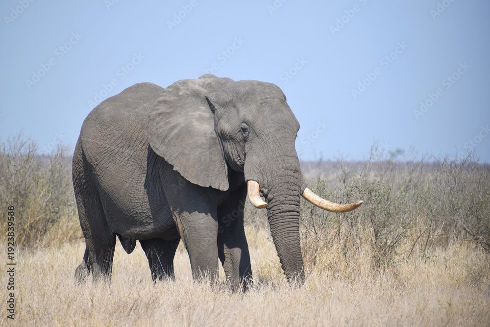 Fototapeta premium African Elephant