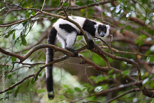 Black-and-white Ruffed Lemur Watching with Direct Eye Contact from Tree Branch in Madagascar Rainforest