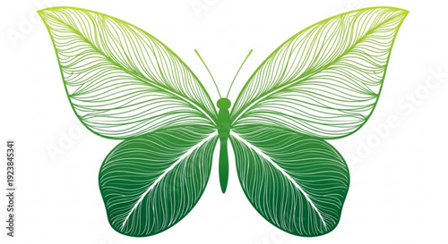 Green butterfly with leaf like wings spread wide on white background natural insect illustration