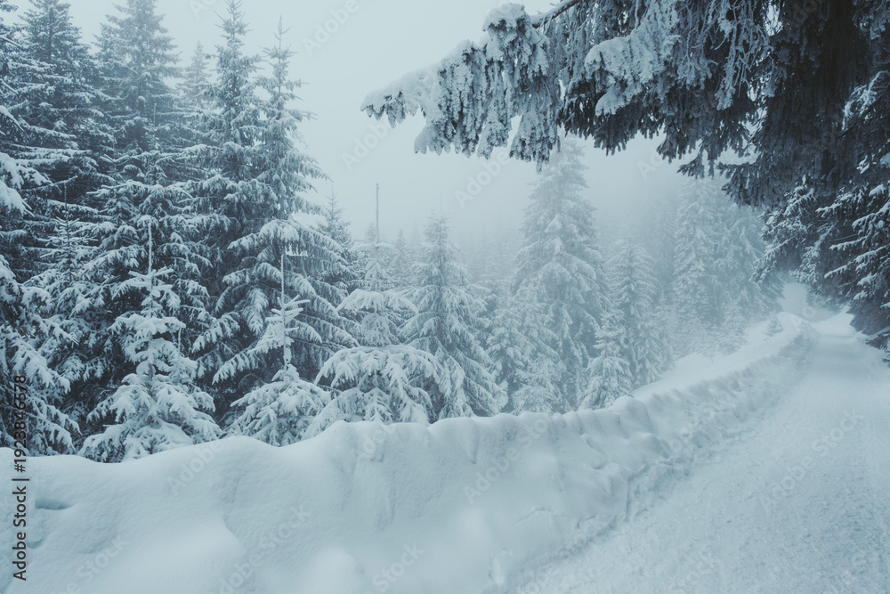 Fototapeta premium Frozen land