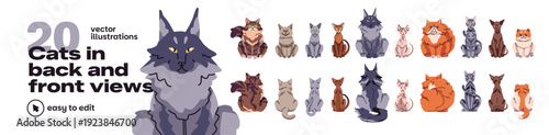Cats back and frons views set. Various kitties breeds: maine coon, sphynx, persian and british. Sitting and turning away pets. Animals from different sides. Flat isolated vector illustrations on white