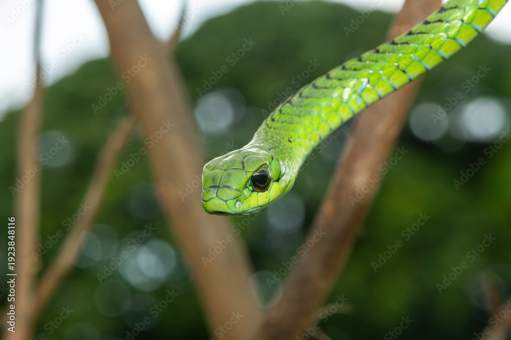 Obraz premium Close-up of a defensive male boomslang (Dispholidus typus), also known as a tree snake or African tree snake. Africa’s shy but deadly venomous snake