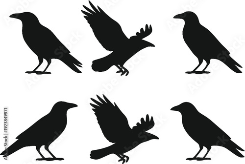 silhouettes of birds