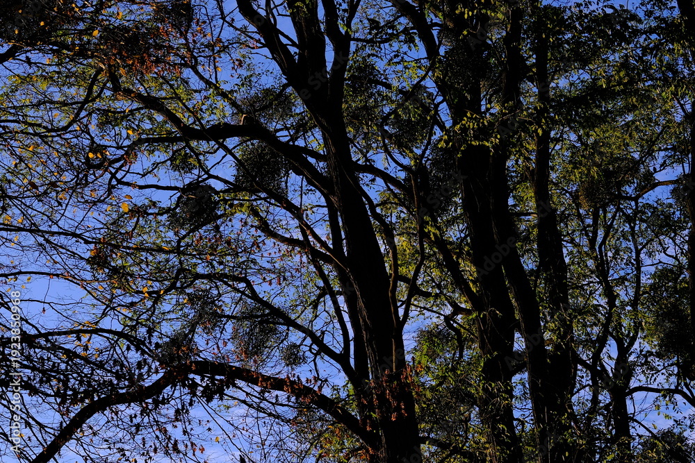 Fototapeta premium Looking up at mistletoe clumps in tree branches with green and sparse leaves against a vivid blue sky on a clear day.