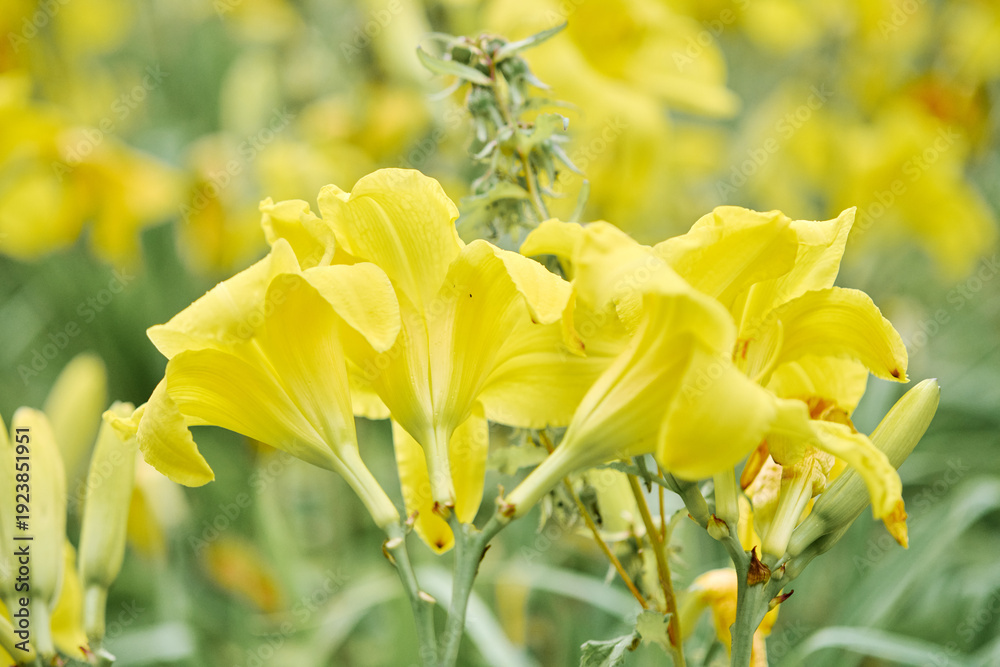 Obraz premium Bright yellow hemerocallis flowers blooming in soft natural light