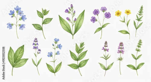 Vibrant wild herb flowers with green leaves in watercolor isolated floral element set