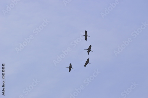 Grullas comunes en vuelo migratorio