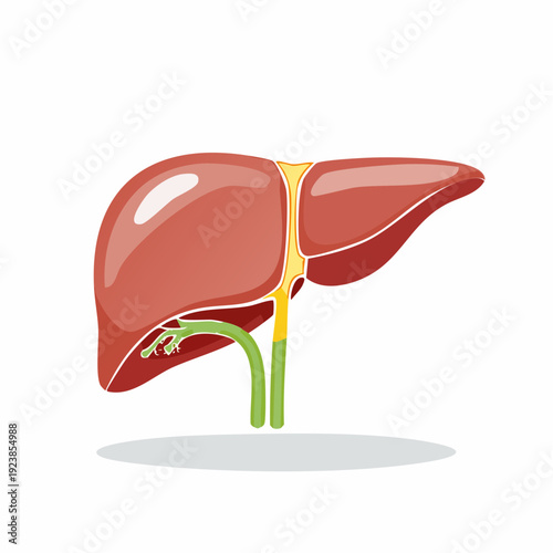 Illustration of a human liver, medical and anatomical concept