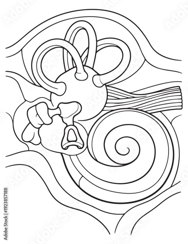 Detailed diagram of the human inner ear anatomy for educational coloring