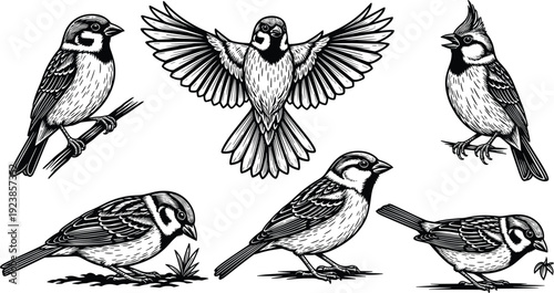 Sparrow bird engraving set, hand drawn songbird illustrations in different poses isolated vector