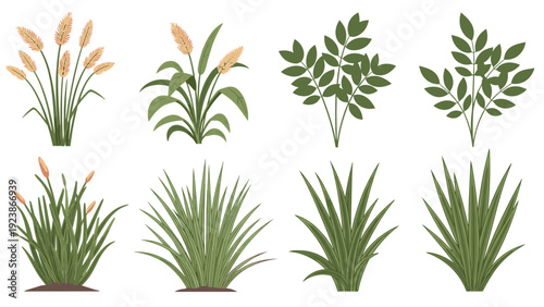 Collection of various green ornamental grasses and marsh reeds isolated on a clean white background for landscape design.