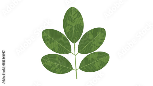 Simple green leaf branch with five oval leaves showing delicate texture isolated on a plain white background area.