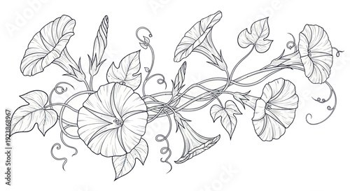 Outline drawing of morning glory flowers and vines on a white background.