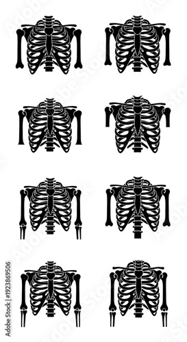 Anatomical Illustration of Human Rib Cage and Thorax - Multiple Views