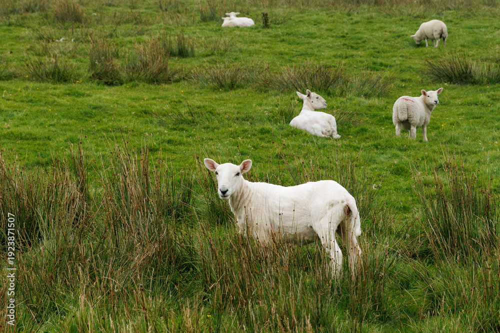 Obraz premium White sheep grazing in a green rural meadow in Scotland
