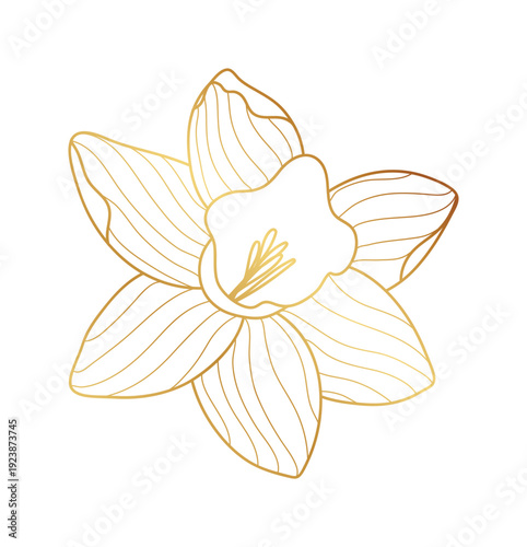Narcissus flower gold line art vector.