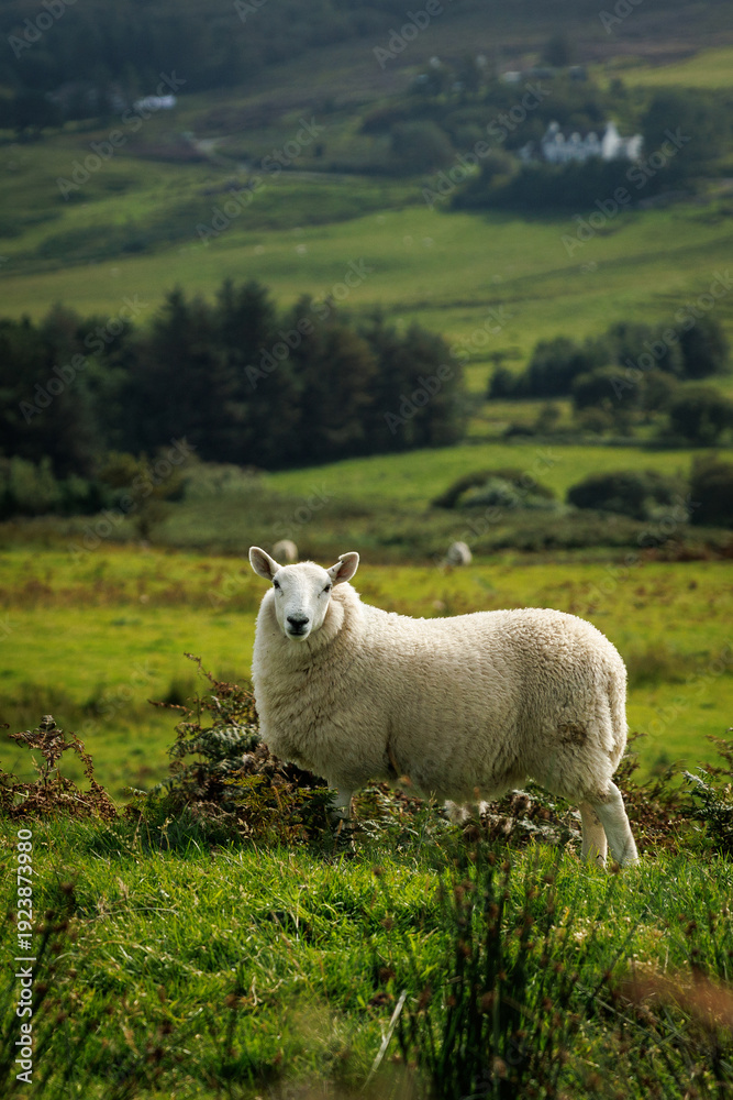 Obraz premium Single white sheep standing in a green field in the Scottish Highlands