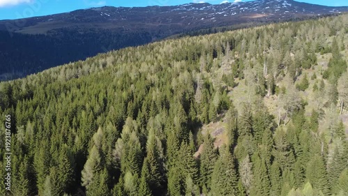 Luftaufnahme Wald bei Zirbitzkogel in der Steiermark