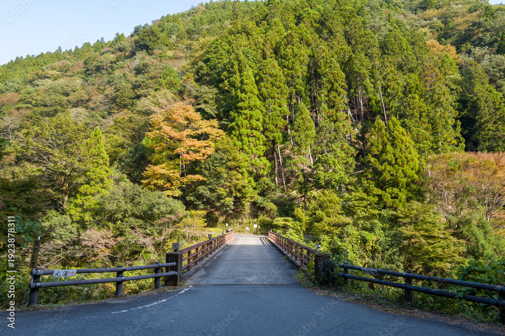 Fototapeta premium A paved bridge extends over a green valley, surrounded by dense coniferous trees and early autumn foliage under clear daylight. The scene feels inviting and tranquil, with natural textures and vibrant