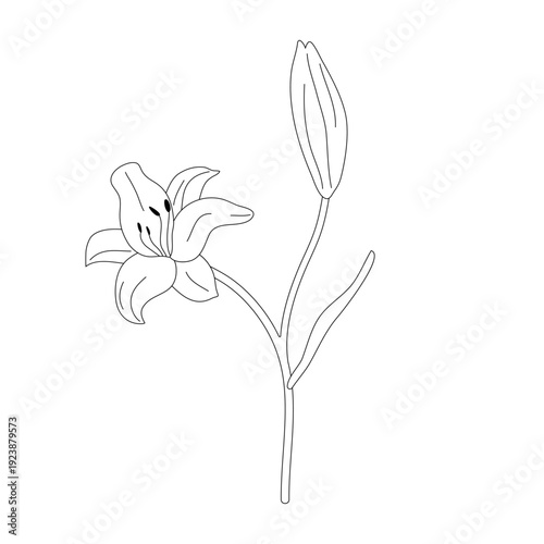 Black and white lily branch line style for postcards, tatoo, print