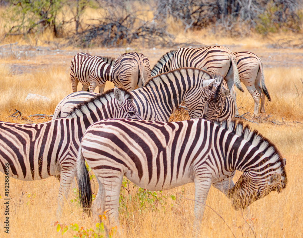 Fototapeta premium A group of zebras standing among the yellow grass in Etosha National Park in Namibia, in the African savannah, during a safari - Etosha National Park, Namibia