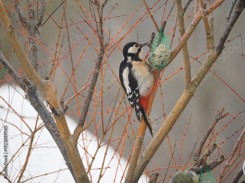 Dzięcioł na krzaku jedzący zawieszony pokarm dla ptaków.