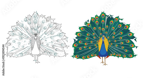 Detailed vector illustration showcasing a magnificent male peacock proudly displaying its vibrant iridescent tail feathers alongside a simple black and white outline version for coloring activities.