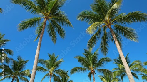 Wallpaper Mural Tropical Palm Trees Against Vibrant Blue Sky, Beach Paradise Torontodigital.ca