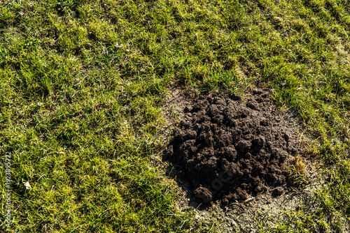 Cuadro en lienzo Molehill on freshly scarified lawn in spring garden