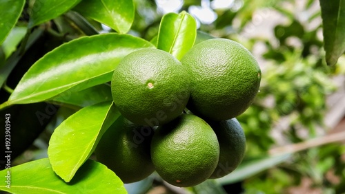 Foto Fresh, vibrant green citrus fruits, likely limes or young lemons, growing organi