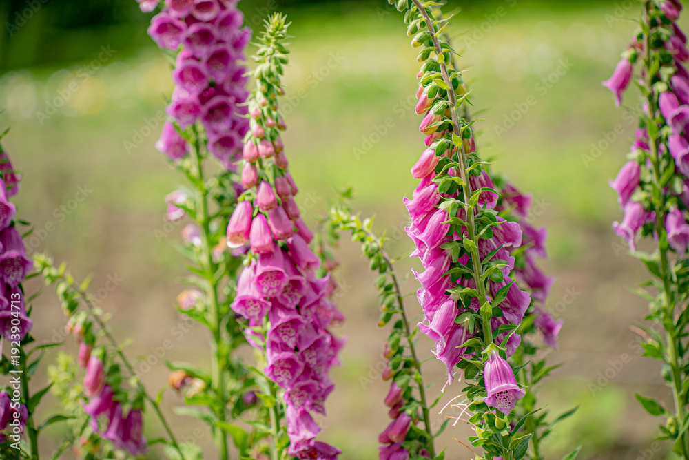 Obraz premium Purple foxglove flowers bloom gracefully, adding color to the garden scene filled with summer light