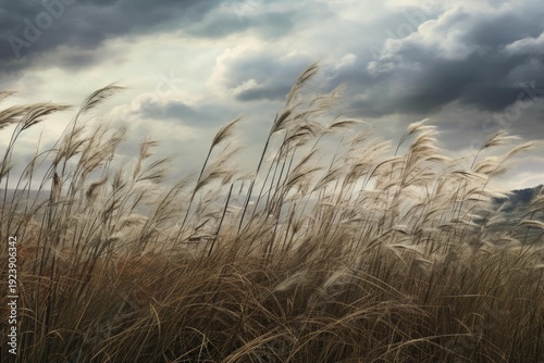 Wallpaper Mural Pampas grass swaying in the wind under a dramatic, overcast sky Torontodigital.ca