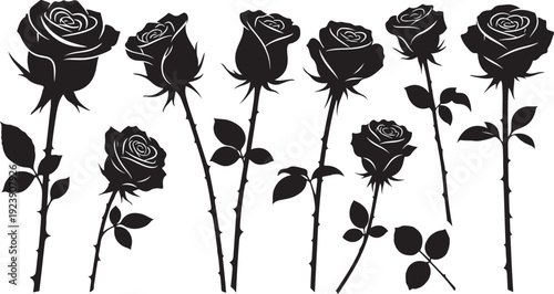 Black Roses Silhouette on White Background Illustration Artwork Design