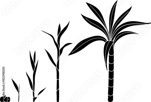 Black silhouette of stages of sugarcane (Saccharum officinarum) growth from cutting to mature plant. Life cycle of sugarcane