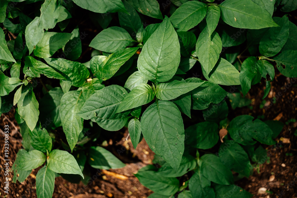 custom made wallpaper toronto digitalDense green foliage forming natural background texture. Botanical pattern suitable for ecology, sustainability and organic lifestyle concepts with vibrant vegetation detail.