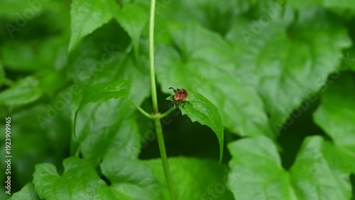 A net-winged beetle is seen trying to flap its broken, curled wings after rain in a forest. Lycid beetles are toxic and often avoid predation, allowing them to survive for a time on the ground.